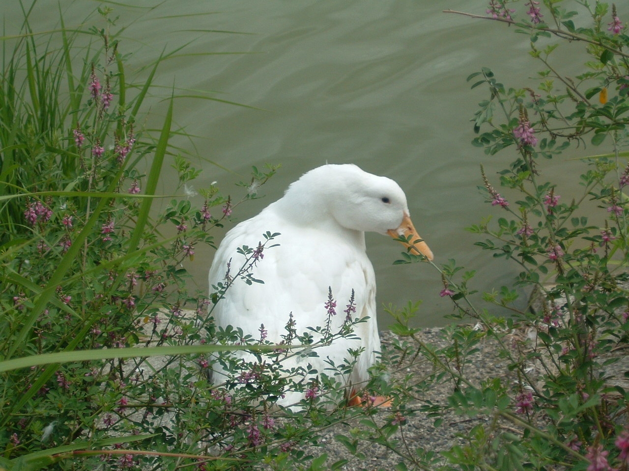 �������ރA�[�q�[�B