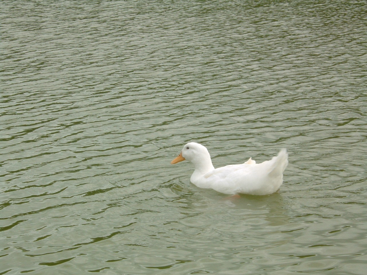 �D��ɉj���ł��܂��B