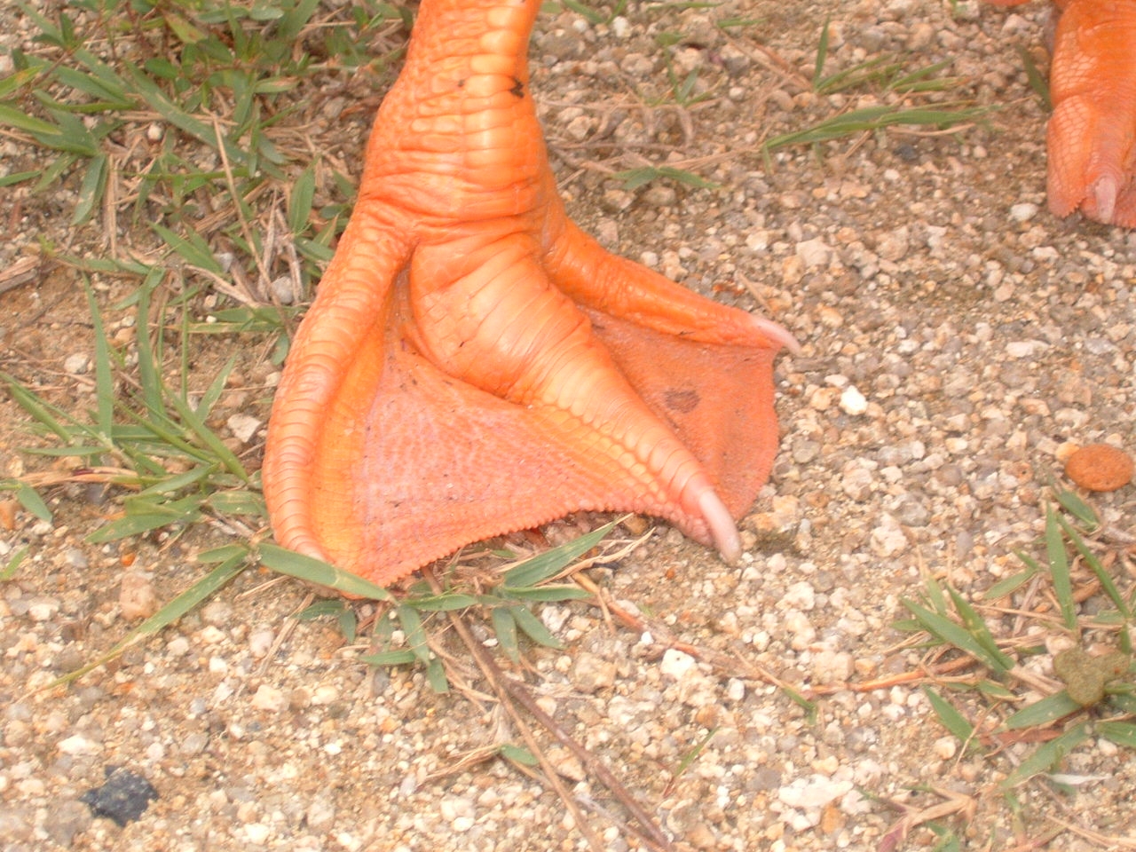 �������肵�����B