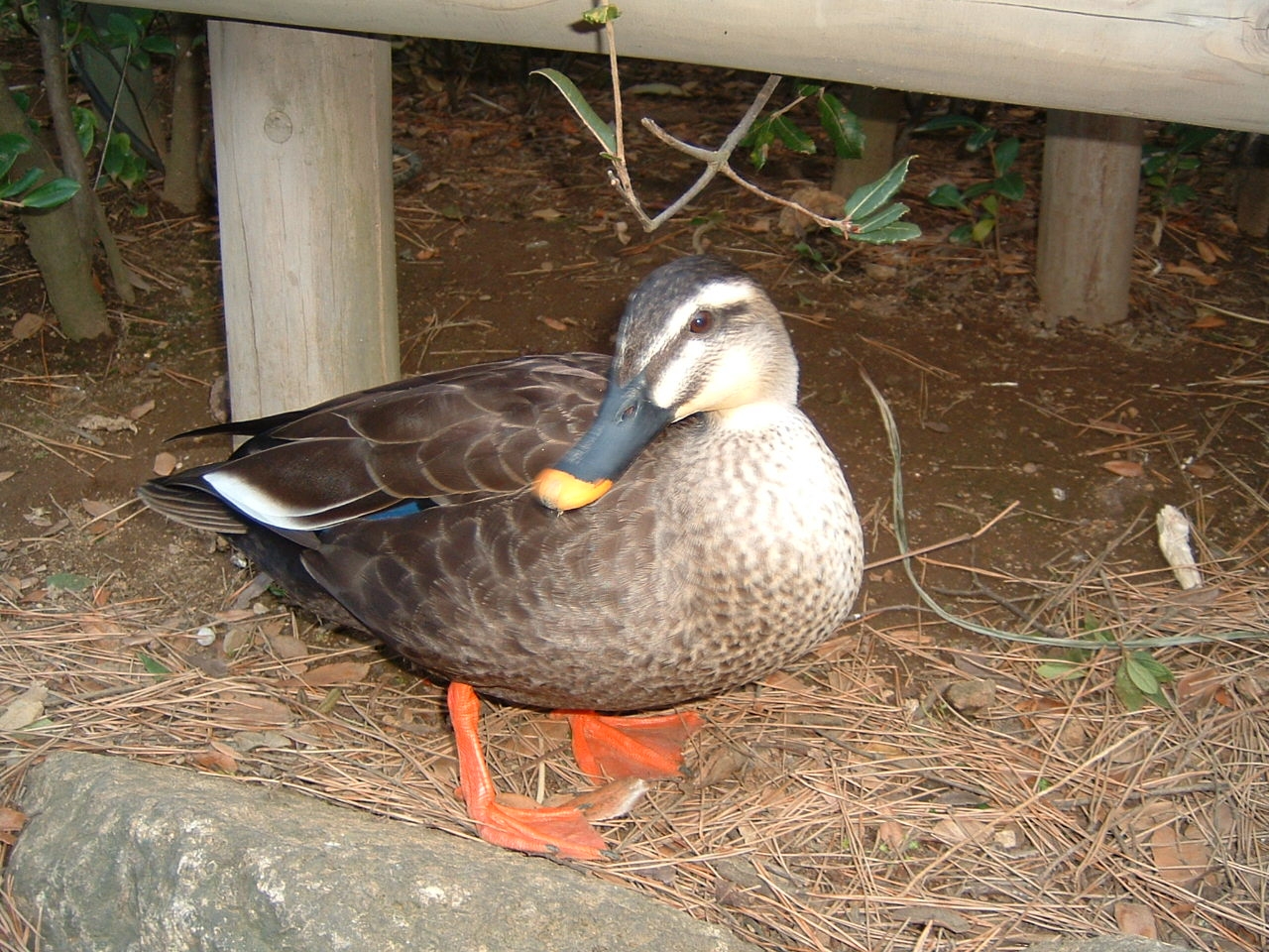 �J������B�f�B�Y�j�[�����h�ɂāB