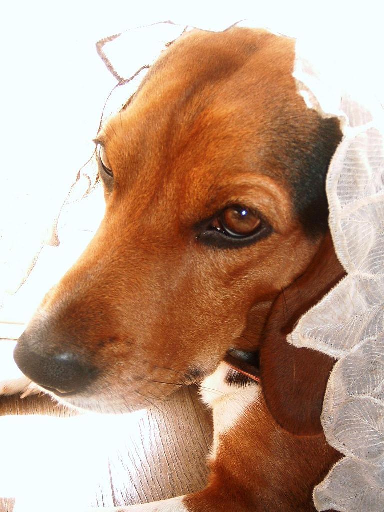 ���ł���݂����H