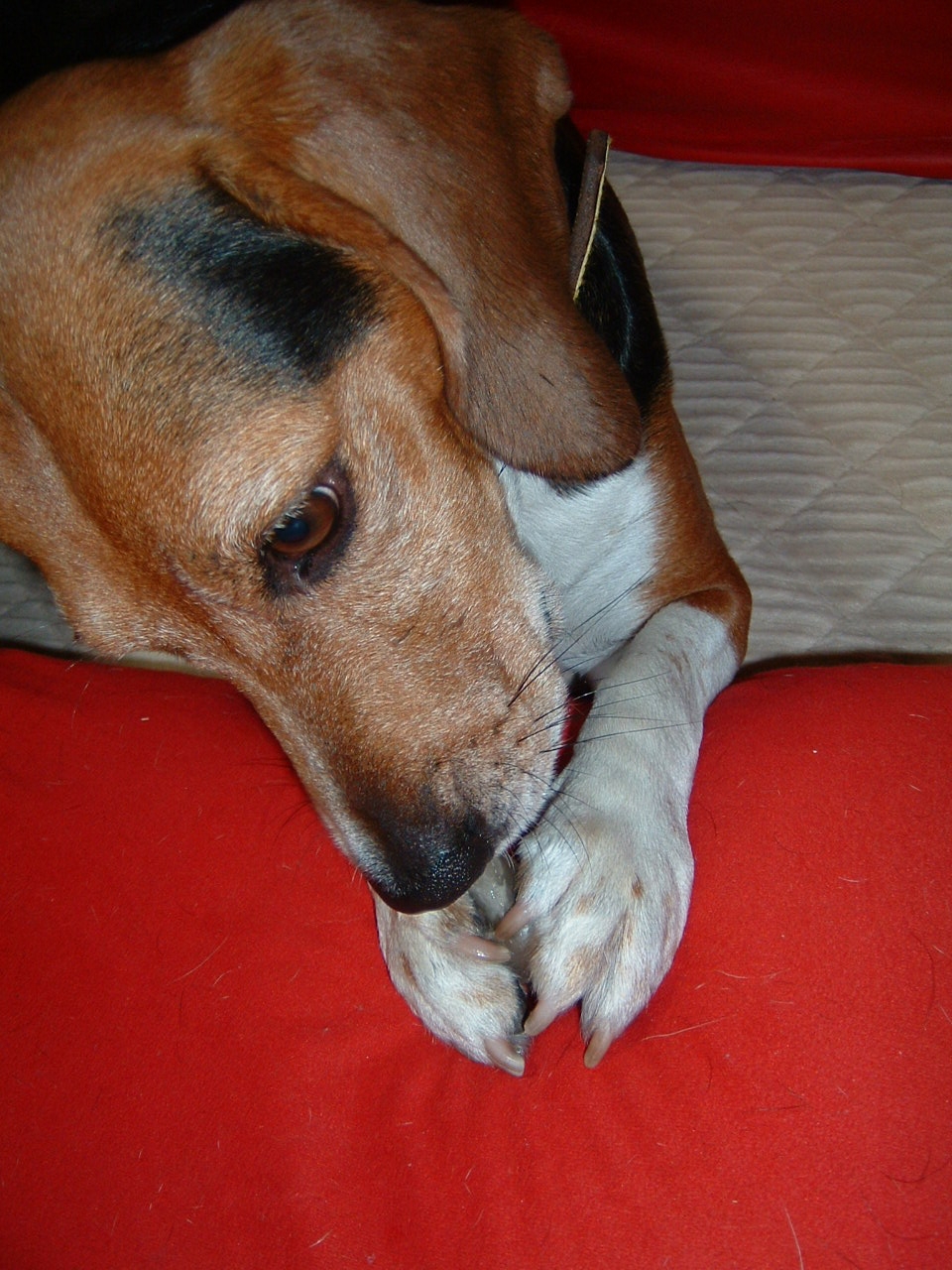 ������ŏ��ɋ���ŐH�ׂĂ܂��B