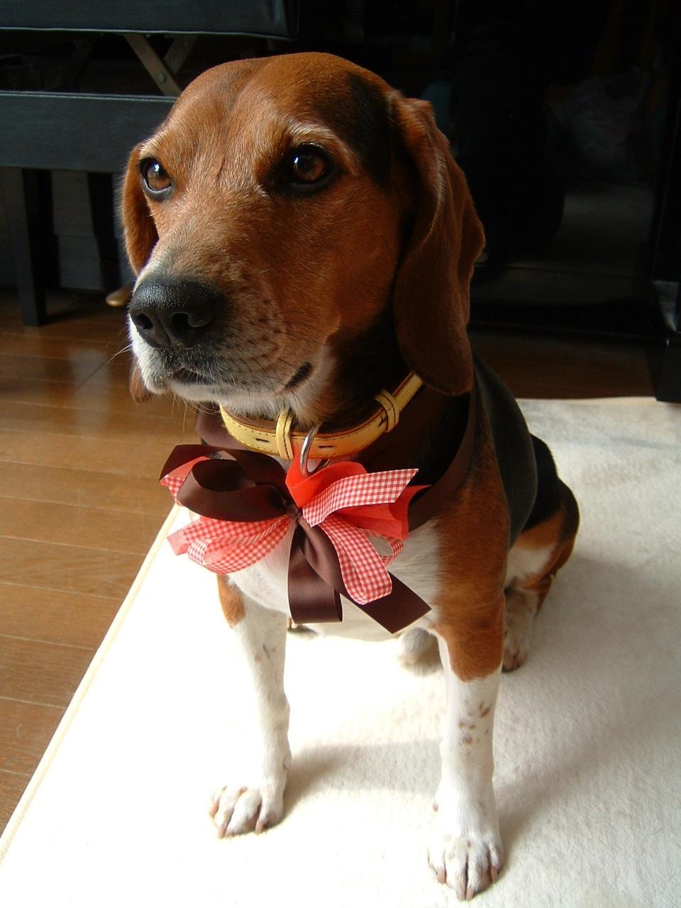 ���{���������ĕs�@���B