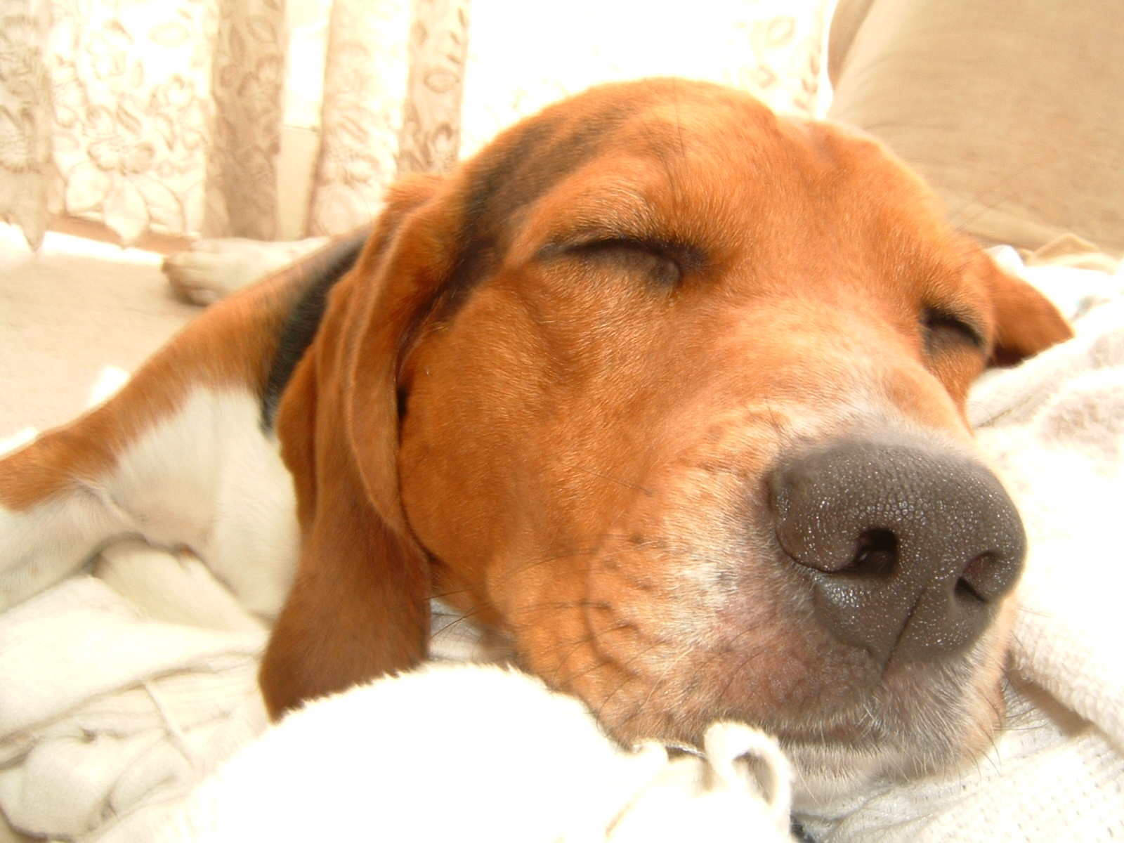 �ŋߐQ�����āA�f�u���[�}���B