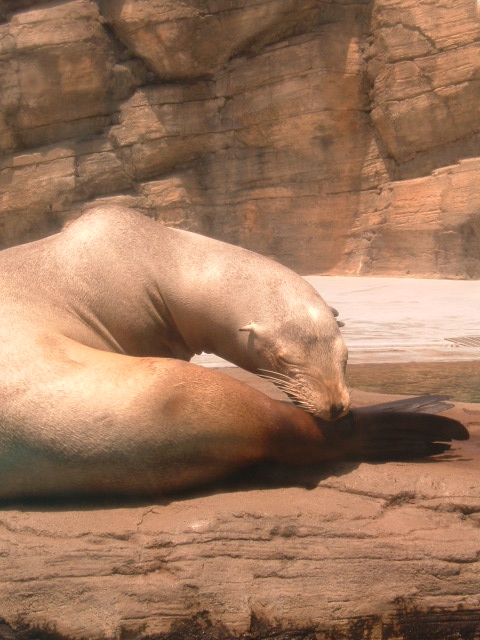 �I�b�g�Z�C����B�����كA�N�A�X�ɂāB