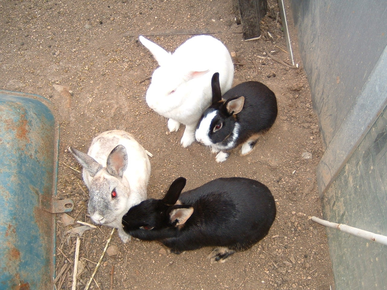 �E��̃E�T�M����񂪎��̂��C�ɓ���ł��B